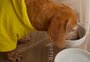 Ração e mimos para pets: fabricante de Garibaldi fecha parceria com rede de hotéis da Região das Hortênsias