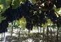Mesmo com sistemas de irrigação, agricultores temem prejuízo às parreiras em Caxias