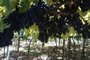 Irrigação ajuda a salvar plantações durante a estiagem na Serra em 2022. Mas agricultores estão preocupados.<!-- NICAID(14989128) -->