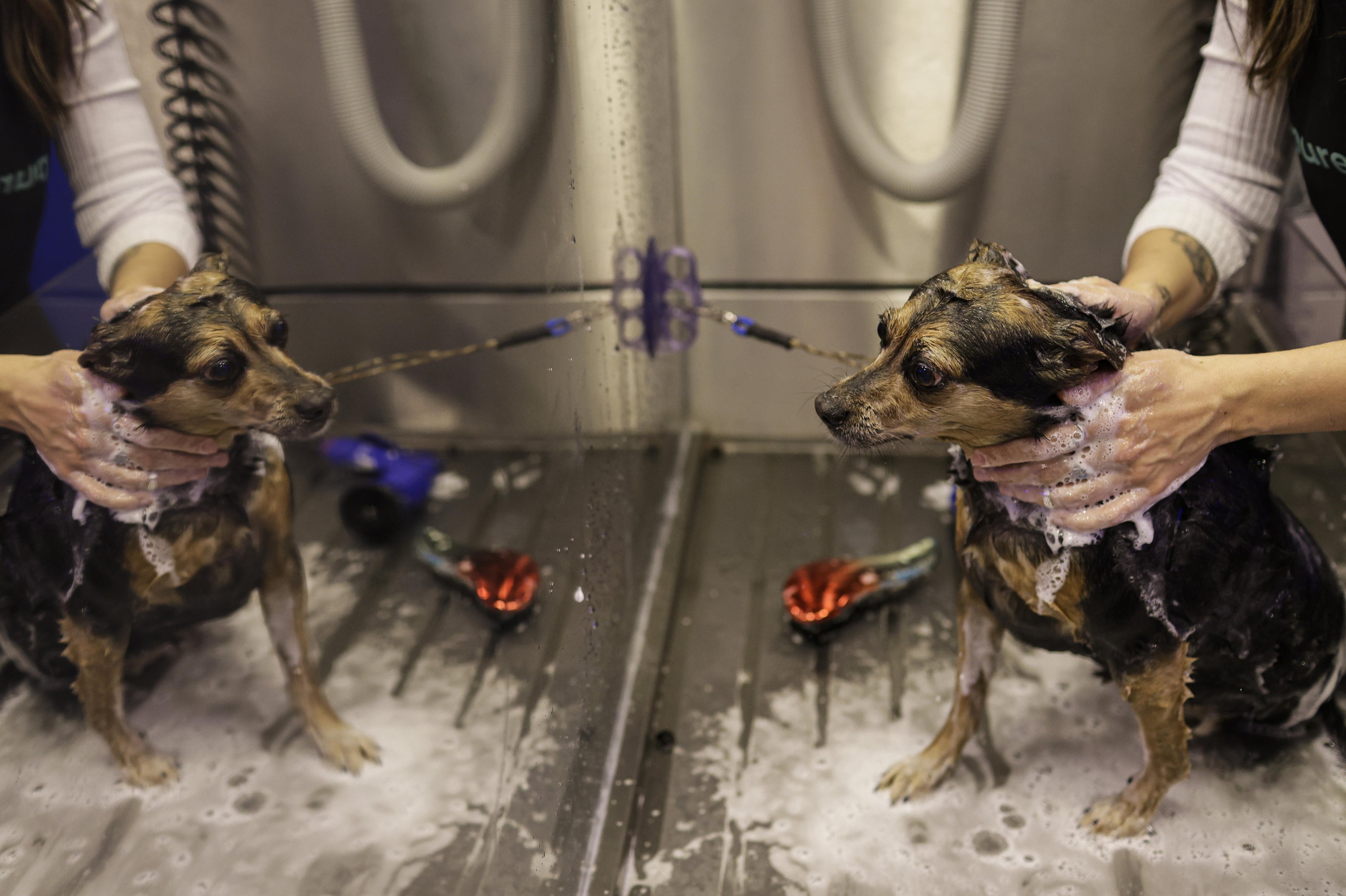 Nova lei obriga pet shops a gravarem banhos e tosas em Porto Alegre; veja regras e puni&ccedil;&atilde;o