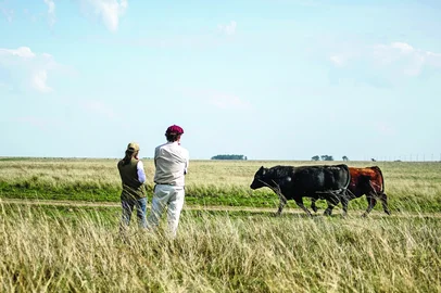 Brangus<!-- NICAID(16236628) -->