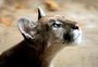 Zoológico de Gramado é refúgio de animais resgatados