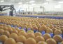 Quatro milhões de ovos por dia: empresa do RS multiplicará produção com aporte de R$ 33 milhões 