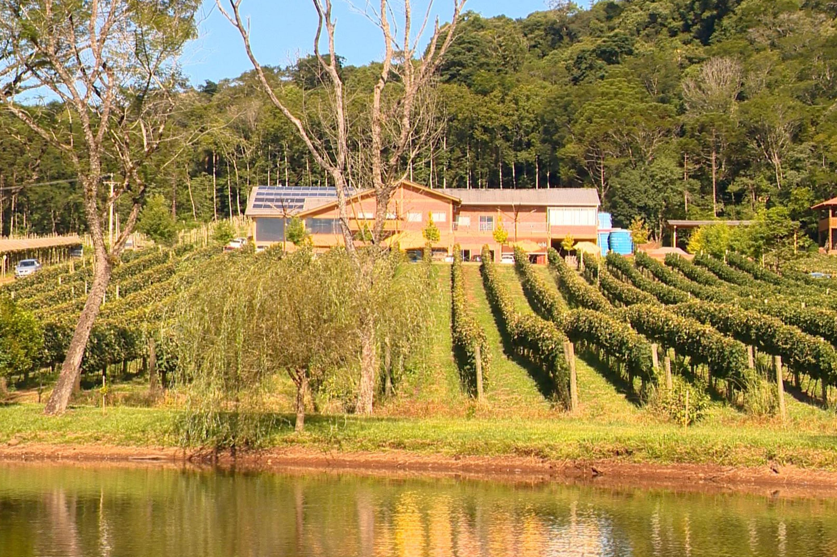 Entre parreirais e campos de lavanda, fam&iacute;lias transformam produ&ccedil;&atilde;o agr&iacute;cola em turismo