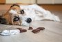 Seu cãozinho quieto, em um canto ou com diarreia? Fique atento aos sinais depois da Páscoa