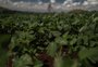 Inspiração na caatinga, sementes fortes e dados: os recursos do agro diante das mudanças do clima