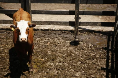 LAVRAS DO SUL, RS, BRASIL - 2022.11.01 - Remate de terneiros na feira Universo Pecuária, em Lavras do Sul. (Foto: André Ávila/ Agéncia RBS)<!-- NICAID(15252687) -->