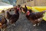 Marca famosa de maionese passa a usar apenas ovos caipiras em sua receita