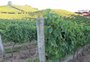 Projeto na Serra que subsidia mudas viníferas quer melhorar a qualidade do vinho