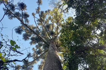 Maior araucária do Norte do RS é de Coqueiros do Sul<!-- NICAID(15547257) -->