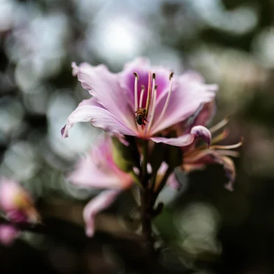 PORTO ALEGRE, RS, BRASIL, 08-10-2025: Cenários de Primavera. Ipês roxos na Praça Alfred Sehbe, na zona norte de Porto Alegre. Foto: Renan Mattos / Agência RBS<!-- NICAID(16142150) -->