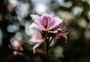 Orquídeas e ipês estão mais floridos? Condição climática no RS contribuiu para floração mais vibrante