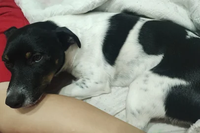 Animal é alvejado por arma de pressão em Passo Fundo<!-- NICAID(16039683) -->