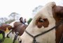 Por que produtores cruzam o Estado para mostrar seus animais na Expointer