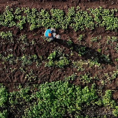 O instituto Imazon, em parceria com outras organizações, divulgou um ranking elegendo as cidades brasileiras com melhor qualidade de vida. A única gaúcha é Presidente Lucena.A cidade tem a pecuária e o pequeno agricultor como destaque. A plantação de alface é uma das principais atividades.Local: Presidente Lucena<!-- NICAID(16050757) -->