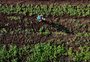 Quanto custa produzir no RS? Veja o impacto da alta dos juros no Plano Safra