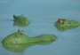 Capivaras ficam manchadas de verde na margem argentina do Rio Uruguai; veja fotos