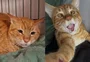 Após ser devolvido por ser "dependente demais", gato procura carinho e dorme na cama com novo tutor