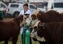 Leilões começam a ter uma retomada dentro da Expointer