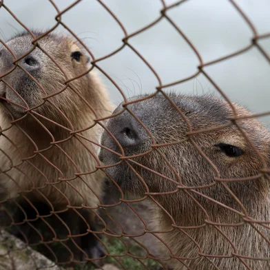 CAXIAS DO SUL, RS, BRASIL, 10/12/2024. Após quatro anos fechado, zoológico da UCS, em Caxias, reabre para visitação. Estudantes da escola Cetec fizeram o passeio de estudos nesta terça-feira (10) pela primeira vez desde 2020. (Bruno Todeschini/Agência RBS)Indexador: Bruno Todeschini<!-- NICAID(15932775) -->