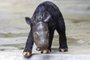 This handout picture taken on November 26, 2023 and released on November 27, 2023 by the Indonesian Ministry of Environment and Forestry shows a 2-day-old Sumatran rhino calf (Dicerorhinus Sumatrensis) who was born to 7-year-old female rhino Delilah at the Sumatran rhino sanctuary, Way Kambas National Park, in Lampung province. (Photo by Handout / Indonesian Ministry of Environment and Forestry / AFP) / RESTRICTED TO EDITORIAL USE - MANDATORY CREDIT "AFP PHOTO / INDONESIAN MINISTRY OF ENVIRONMENT AND FORESTRY" - NO MARKETING NO ADVERTISING CAMPAIGNS - DISTRIBUTED AS A SERVICE TO CLIENTSEditoria: HUMLocal: Way Kambas National ParkIndexador: HANDOUTSecao: animalFonte: Indonesian Ministry of EnvironmeFotógrafo: Handout<!-- NICAID(15609572) -->