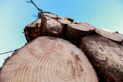 SÃO FRANCISCO DE PAULA, RS, BRASIL, 18/07/2023. Madeireira Rauber & Cesa Ltda atua com pinus em São Francisco de Paula, com exportação para diferentes países do mundo. (Neimar De Cesero/Agência RBS)<!-- NICAID(15486211) -->