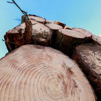 SÃO FRANCISCO DE PAULA, RS, BRASIL, 18/07/2023. Madeireira Rauber & Cesa Ltda atua com pinus em São Francisco de Paula, com exportação para diferentes países do mundo. (Neimar De Cesero/Agência RBS)<!-- NICAID(15486211) -->