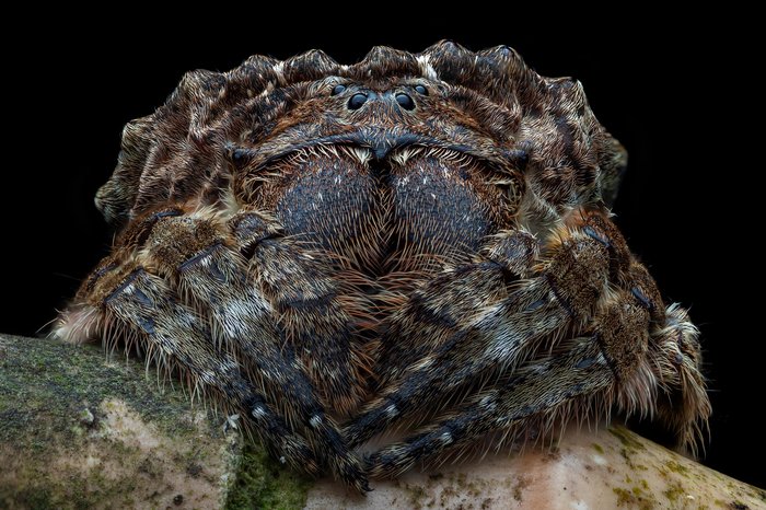 Aran Gibbs / Close-up Photographer Of The Year 2024 Aran Gibbs / Close-up Photographer Of The Year 2024