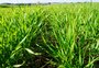 Conab revê projeção da safra de inverno e prevê queda de 10,2% na área de trigo no RS