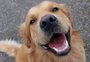 Quais as melhores raças de cachorro para famílias com crianças?
