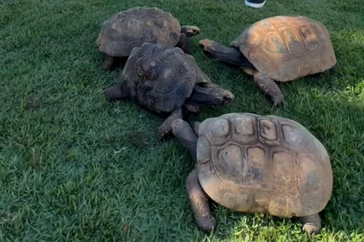 Lula, Janja e jabutis na granja do Torto<!-- NICAID(15972981) -->