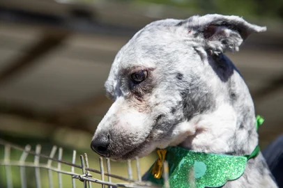 Ricardo Rech / Divulgação Feira de Adoção de pets ocorre domingo no Jardim Botânico, em Caxias <!-- NICAID(16343990) -->