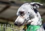 Feira de adoção de animais ocorre neste domingo no Jardim Botânico, em Caxias 
