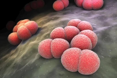 Neisseria meningitidis bacteriaBactéria, Neisseria meningitidis. Foto: Tatiana Shepeleva / stock.adobe.comFonte: 137591192<!-- NICAID(14762028) -->