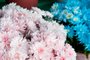 PORTO ALEGRE, RS, BRASIL, 18/10/2011, 10h12: Crisântemos azuis  e rosa na banca de flores de Nair Guimarães, em frente ao cemitério São Miguel e Almas,em Porto Alegre. O Crisântemo é uma da flores  mais vendidas no feriado de Finados. (Foto: Carlos Macedo / Diário Gaúcho / Especial)<!-- NICAID(7592730) -->