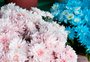 Floriculturas de Caxias se dividem entre otimismo e cautela para vendas de Finados