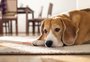 Saiba o que é cinomose e os riscos da doença para os pets