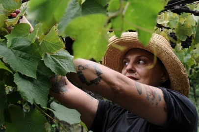 BENTO GONÇALVES, RS, BRASIL, 15/02/2021 - Colheita da uva na serra Gaúcha atrai tanto nativos como pessoas de outras cidades e estados em busca de trabalho e renda. NA FOTO: Elisandra Viero, 38 anos, representa a mão-de-obra local, é farroupilhense e trabalha há cinco anos na colheita na região. (Marcelo Casagrande/Agência RBS)<!-- NICAID(14714767) -->