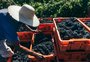 A pesquisa que "olha" para a terra para aprimorar o sabor e a produção do vinho na Campanha