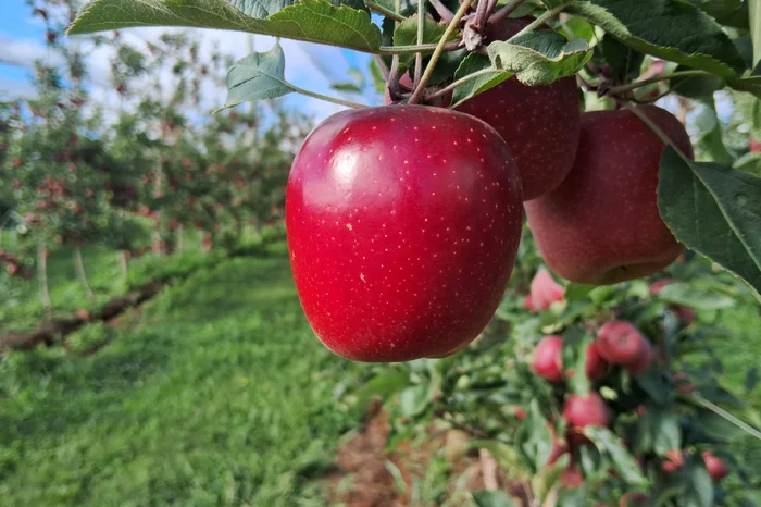 Rasip / divulgação Rasip / divulgação