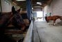 Os outros "Caramelos": 17 cavalos resgatados da enchente ainda esperam pelos donos em abrigo de Porto Alegre