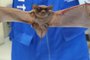 Morcego captado em agosto no Bom Fim<!-- NICAID(14873358) -->