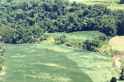 Lavoura de soja no interior de Caiçara, no norte do Estado, afetada pela falta de chuva<!-- NICAID(16222634) -->