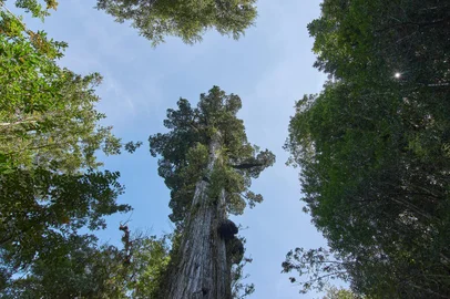 Parque Nacional Alerce Andino, Puerto Montt, Chile. Foto: Alex / stock.adobe.comIndexador: Alex MaldonadoFonte: 357436075<!-- NICAID(15117150) -->