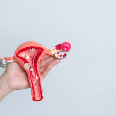 Woman holding Uterus and Ovaries model. Ovarian and Cervical cancer, Cervix disorder, Endometriosis, Hysterectomy, Uterine fibroids, Reproductive system and Pregnancy conceptFonte: 566878964<!-- NICAID(15697934) -->