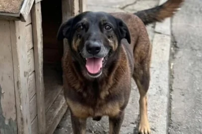 Cachorro Orelha, de cerca de 10 anos, foi encontrado ferido e agonizando; Polícia Civil identificou ao menos quatro adolescentes suspeitos. Ele era um cão comunitário de Praia Brava, em Florianópolis.<!-- NICAID(16211953) -->