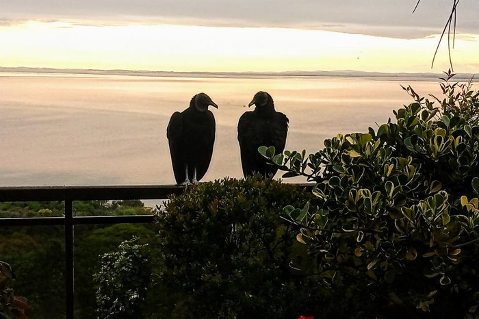 O casal de pais na sacada do edifício
