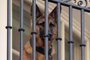 (FILES) Commander, US President Joe Biden's dog, sits on the Truman Balcony at the White House in Washington, DC, September 30, 2023. Commander has been removed from the White House, a spokeswoman said on October 4, 2023, after it bit a number of staff members. The Bidens have sent the two-year-old German Shepherd to an unknown location while they look at "next steps" for the presidential pooch. (Photo by SAUL LOEB / AFP)<!-- NICAID(15560607) -->