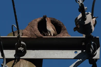 Porto Alegre, RS, Brasil - Entre março e junho de 2025, acompanhei em 13 visitas o trabalho incansável de um casal de joão-de-barro na Rua Padre Reus, em Porto Alegre. No alto de um poste de concreto, construíram sua casa com barro, em plena área urbana. Ao longo de dois meses, registrei em fotos, vídeos e anotações o passo a passo da construção — Uma arquitetura natural feita com precisão, cumplicidade e paciência. Esse projeto nasceu do acaso e se transformou em diário de campo: um exercício de escuta, presença e respeito ao tempo da natureza. Indexador: jeff botega<!-- NICAID(16063840) -->