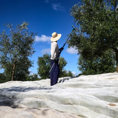 CAÇAPAVA DO SUL, RS, BRASIL - 2024.02.19 - Feito no RS: A colunista de economia Marta Sfredo mostra como é a produção de Azeite de Oliva da empresa Prosperato, em Caçapava do Sul. (Foto: André Ávila/ Agência RBS)<!-- NICAID(15685928) -->